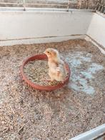 legkippen, Dieren en Toebehoren, Pluimvee, Geslacht onbekend, Kip