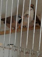 Koppel bleeksnavel spitstaarten, Dieren en Toebehoren, Meerdere dieren