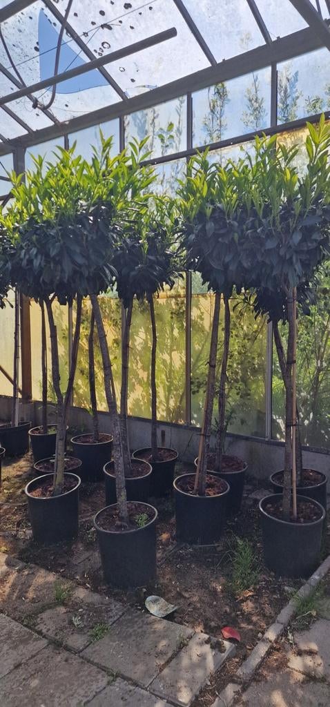 Prachtige Laurier bol op stam - Ideaal voor terras of tuin, Volle zon, Vaste plant, Bloeit niet, Ophalen