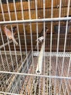 Kanaries mannetjes, Dieren en Toebehoren, Vogels | Kanaries, Mannelijk, Kleurkanarie