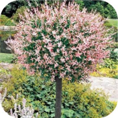 Salix integra Hakuro nishiki, Bonte wilg, flamingoboom, Tuin en Terras, Planten | Tuinplanten, Vaste plant