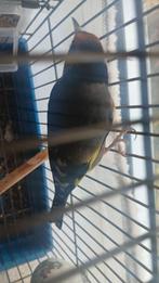 Een-parva putter jaar 2024.DZ.( Super zinger mesatro ), Dieren en Toebehoren, Vogels | Overige Vogels, Mannelijk, Wildzangvogel