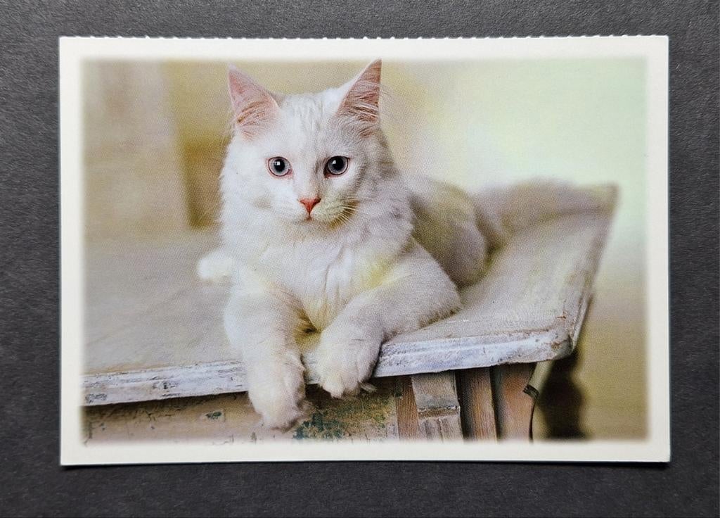 Witte kat op rustiek tafelblad, Ophalen of Verzenden, 1980 tot heden, Ongelopen, Hond of Kat