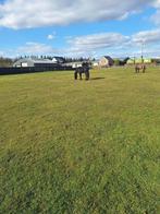 Weidegang aangeboden, Weidegang, 2 of 3 paarden of pony's