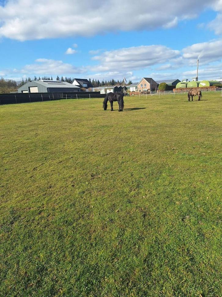 Weidegang aangeboden, Dieren en Toebehoren, Stalling en Weidegang, Opfok, Stalling, Weidegang, 2 of 3 paarden of pony's
