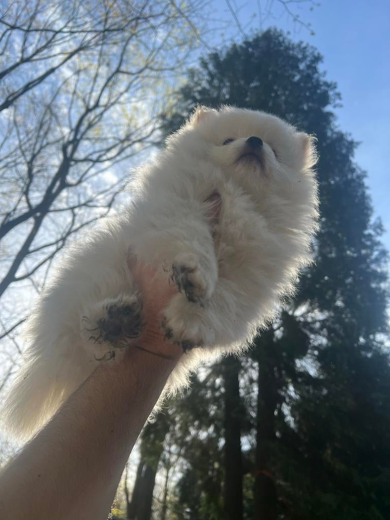 Pomchi pup 9 weekjes ruilen tegen iphone 17 of samsung, België, Parvo, Particulier, Keeshond