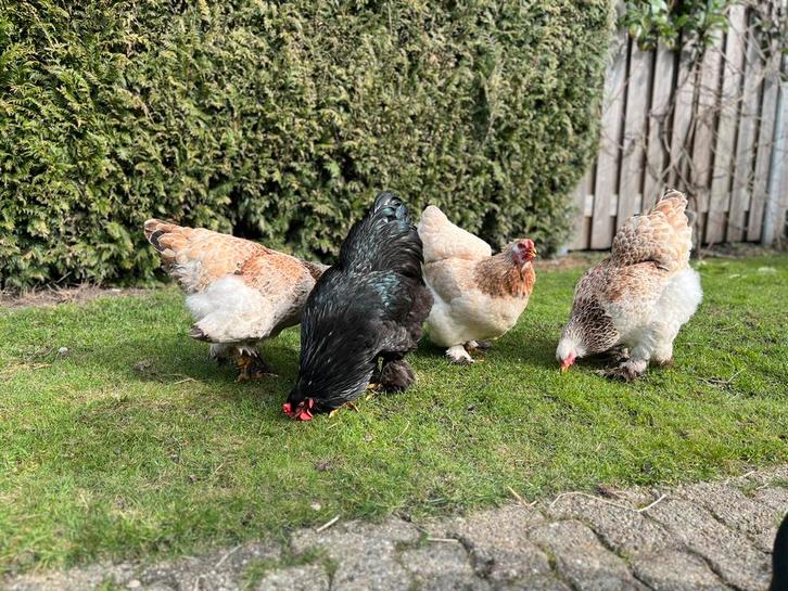 Raszuiver Brahma groothoender broed eieren !, Dieren en Toebehoren, Pluimvee, Kip, Geslacht onbekend