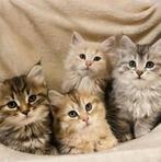 GEZOCHT siberische kitten, Ophalen