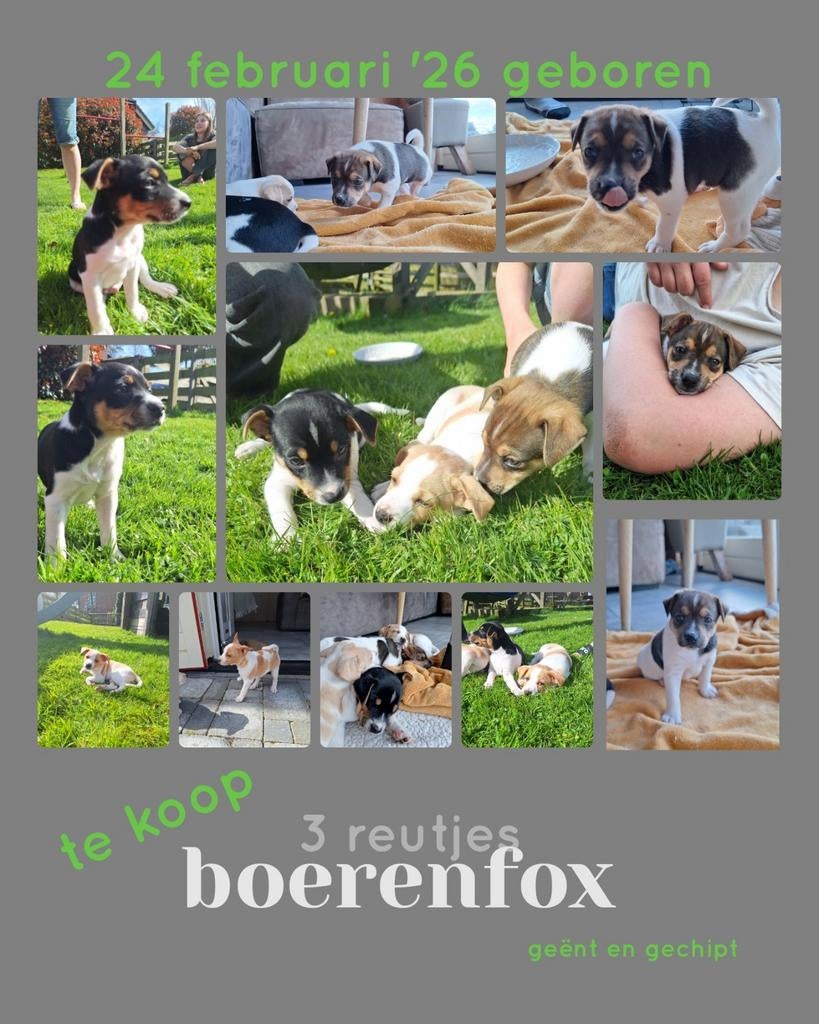 boerenfox puppies 2x reutje zwart/wit en donkerbruin/ wit, Tickets en Kaartjes, Recreatie | Dierentuinen, Eén persoon, Ticket of Toegangskaart