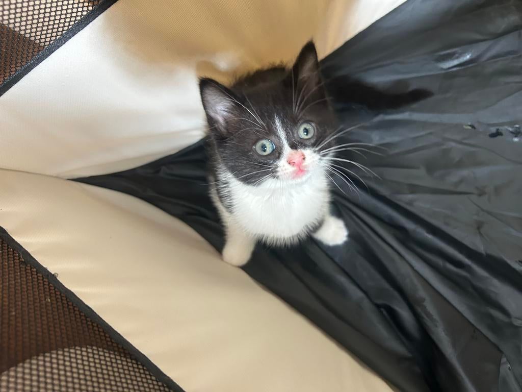 Kittens omgeving amsterdam 1 beschikbaar, Poes