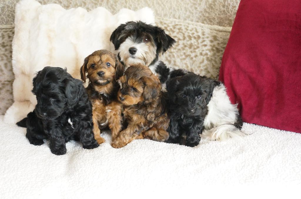 dwergpoedel x boemer, Poedel, Parvo, 8 tot 15 weken, Teef