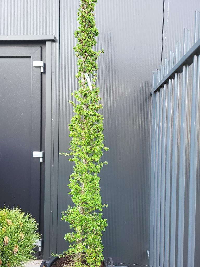 Larix kaempferi zuilvorm, Tuin en Terras, Planten | Bomen, Bloeit niet, 100 tot 250 cm, Zuilboom, Ophalen