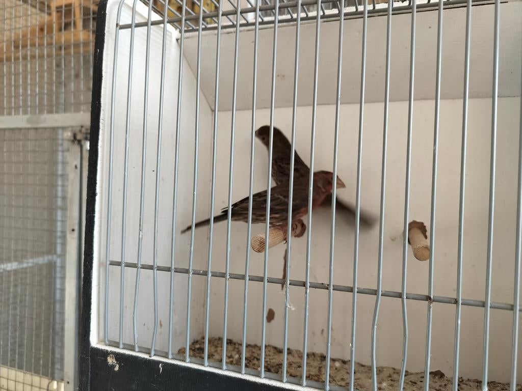 Te koop roodmussen, Dieren en Toebehoren, Meerdere dieren