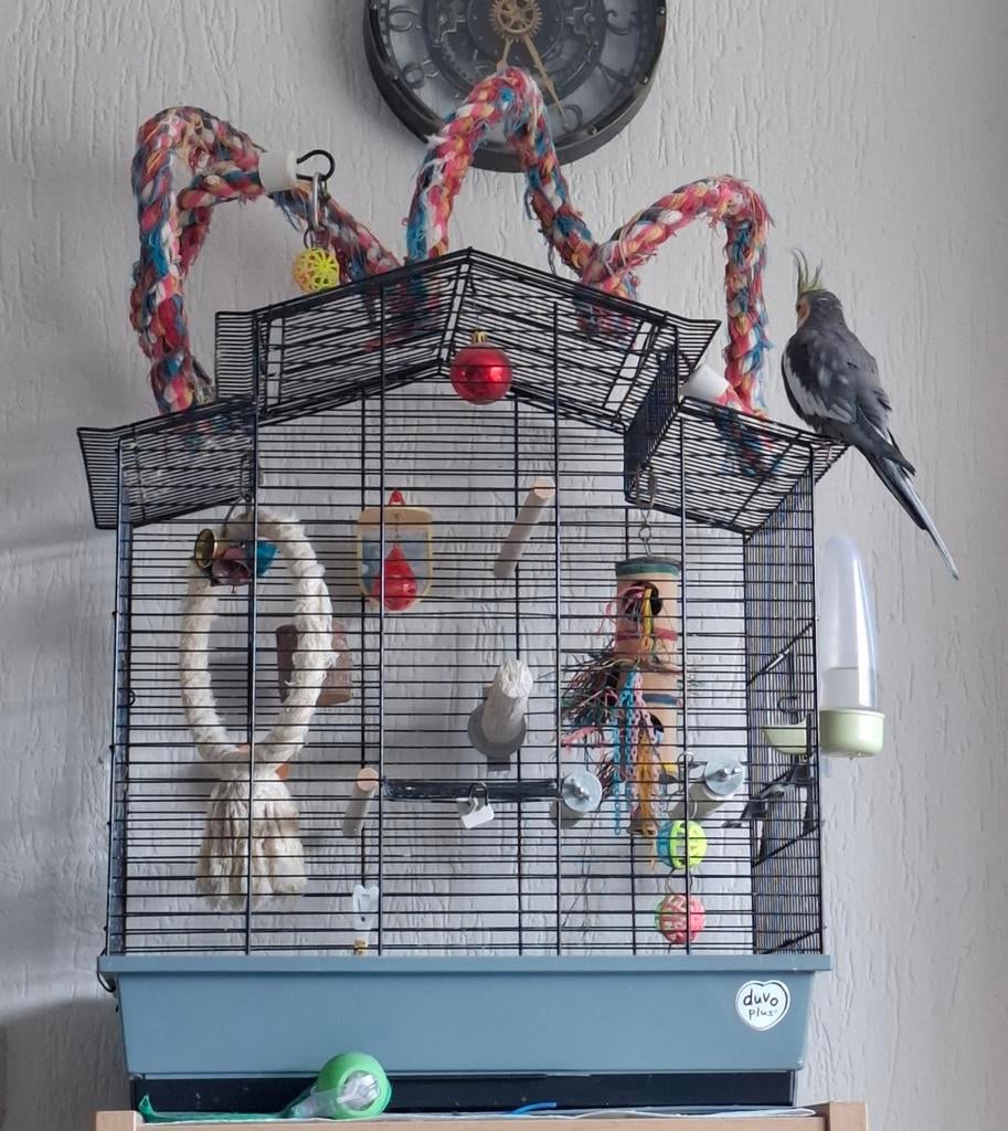 Valkparkiet, Ophalen, Hout, Vogelkooi