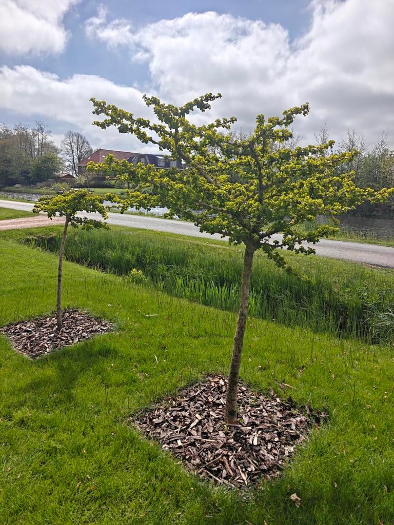 Japanse notenboom (Ginkgo Biloba) - Jonge boom, Tuin en Terras, Planten | Bomen, Volle zon, Bloeit niet, 100 tot 250 cm, Overige soorten