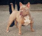American bully teefje, Dieren en Toebehoren, 15 weken tot 1 jaar, Overige rassen, Teef, Parvo