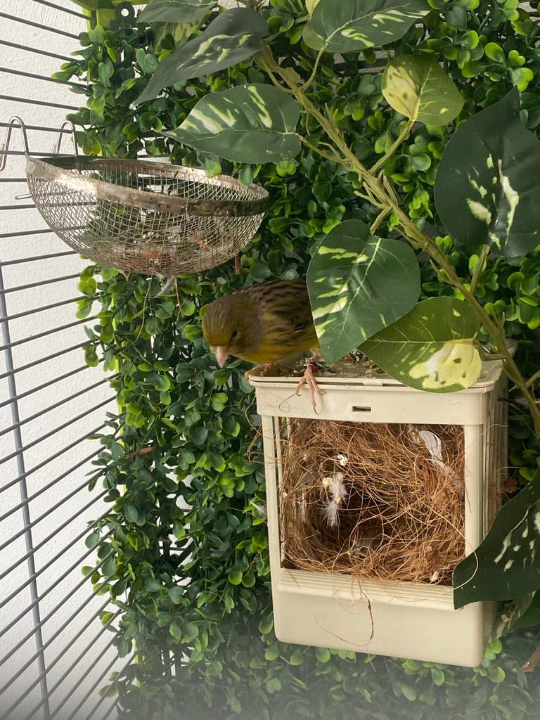 1.1 mooi bewezen koppel kanaries 2025, Dieren en Toebehoren, Meerdere dieren, Kleurkanarie