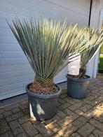 Yucca Rostrata dikke stam, Ophalen