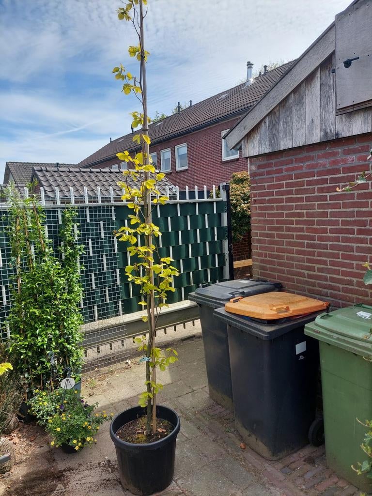 Fagus sylvatica 'Dawijck Gold' - Zuilbeuk met geel blad, Tuin en Terras, Planten | Bomen, Lente, 250 tot 400 cm, Zuilboom, Ophalen