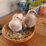 Jonge postduiven, Meerdere dieren, Postduif