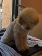 Lagotto Romagnolo reu 6 mnd crème – stamboom – truffellijn, 15 weken tot 1 jaar, Parvo, Eén hond, Nederland