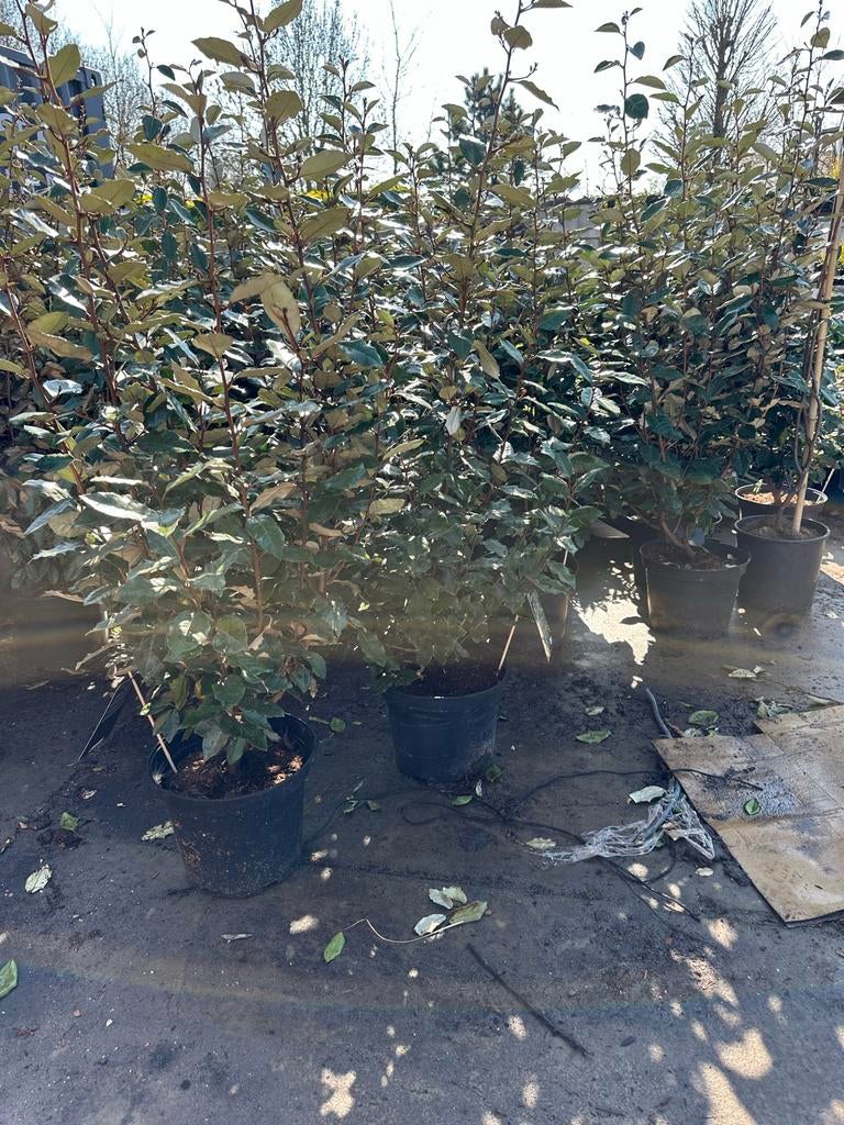 Olijfwilg / Elaeagnus Ebbingei 100 cm hoog, Volle zon, Vaste plant, Herfst, Ophalen