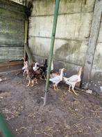 Maleier en Maleier  x shamo jonge dieren van vorig jaar, Dieren en Toebehoren, Pluimvee, Meerdere dieren, Kip
