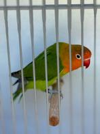 Fischeri., Dieren en Toebehoren, Vogels | Parkieten en Papegaaien, Geslacht onbekend, Dwergpapegaai of Agapornis, Geringd