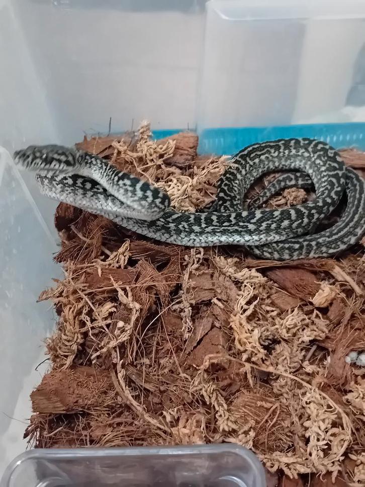 0.1 morelia spilota cheynei zebra Green Tree Python - female for sale from Denny