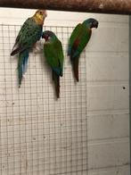 Koppel pyrrhura leucotis. Emma., Dieren en Toebehoren, Meerdere dieren, Parkiet