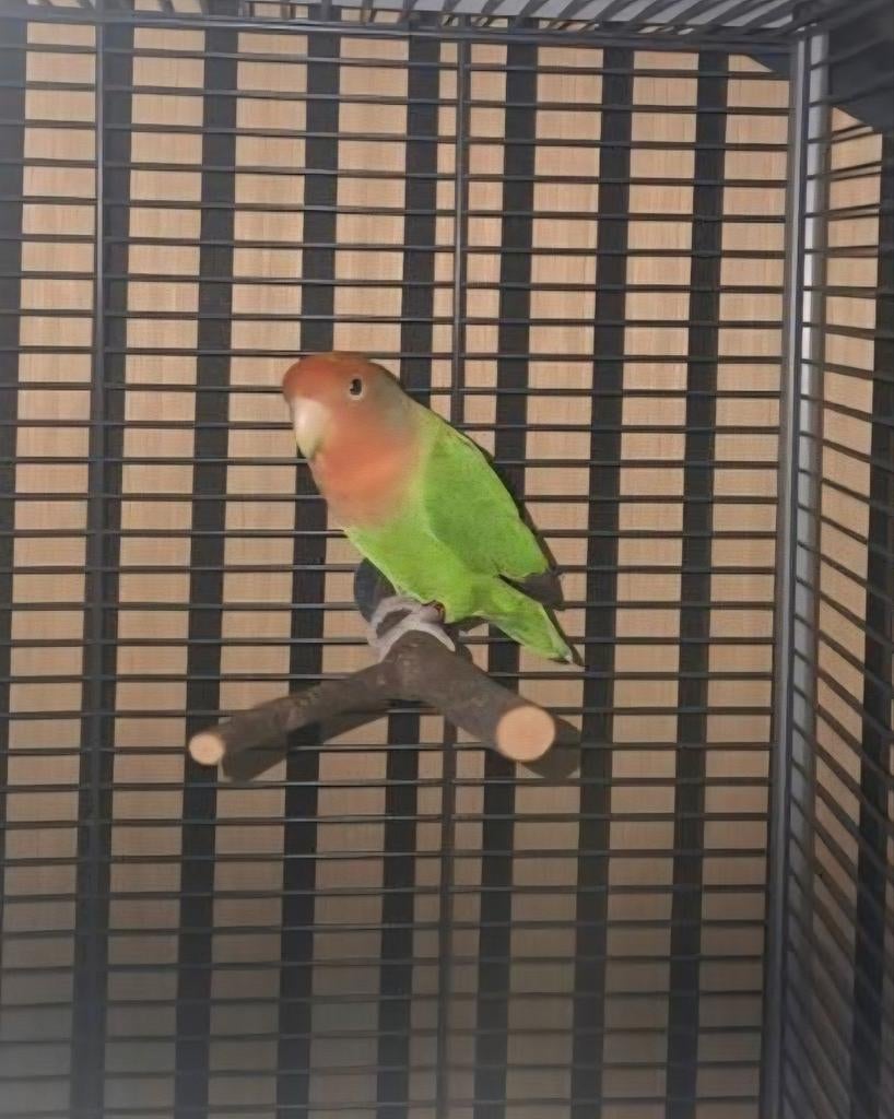 Argaponis, Dieren en Toebehoren, Vogels | Parkieten en Papegaaien, Parkiet