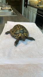 Griekse landschildpad, Dieren en Toebehoren, Reptielen en Amfibieën, Schildpad