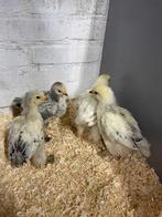 Brahama zwart wit columbia, Dieren en Toebehoren, Pluimvee, Mannelijk, Kip