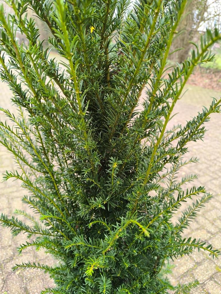 Taxus baccata | Taxus haag | 120-140cm, Ophalen, Taxus, 100 tot 250 cm