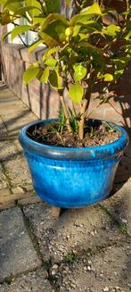 Grote Camellia in knop in zware blauwe aardewerk pot, Ophalen, Overige materialen, Gebruikt, Rond