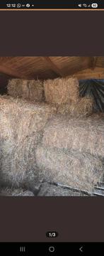 Kleine balen geanalyseerd suikerarm hooi, Dieren en Toebehoren, Ophalen, Vee