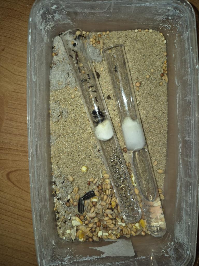 Messor barbarus mieren kolonie tekoop, Mieren