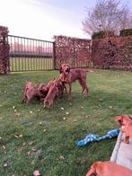 Mooie Vizsla pups, Dieren en Toebehoren, Parvo, Overige rassen, 8 tot 15 weken, Meerdere