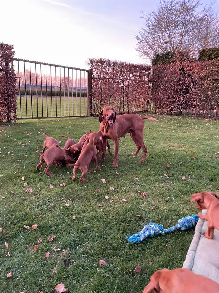 Mooie Vizsla pups, Dieren en Toebehoren, Honden | Setters en Staande honden, Meerdere dieren, Overige rassen, Fokker | Hobbymatig
