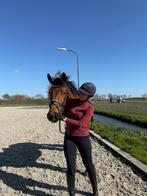 5 jarige merrie hanoveraan, Dieren en Toebehoren, Paarden, Merrie, Met stamboom, Dressuurpaard, 170 tot 175 cm