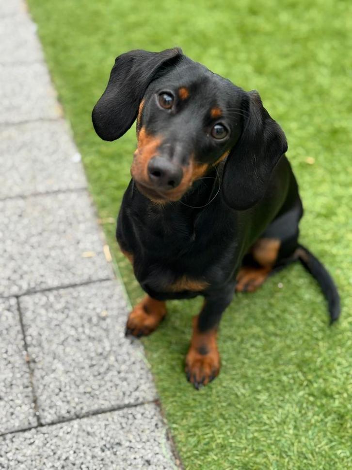 Dekreu Dwergteckel, Dieren en Toebehoren, Hondenkleding, Ophalen