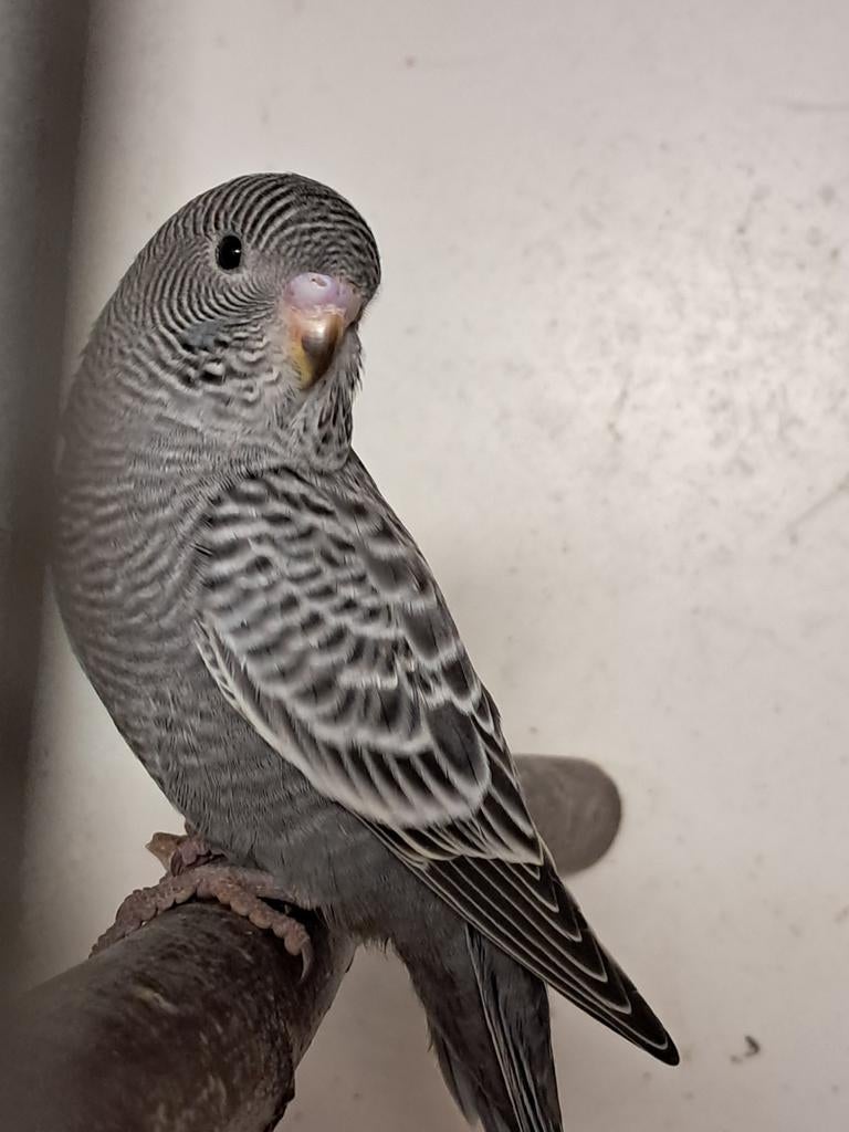 1 blackface grijs, Dieren en Toebehoren, Mannelijk, Parkiet, Geringd