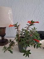 Plant met oranje bloemen, Tuin en Terras, Ophalen