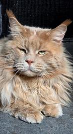 Maine Coon dekkater met stamboom, Dieren en Toebehoren, 0 tot 2 jaar