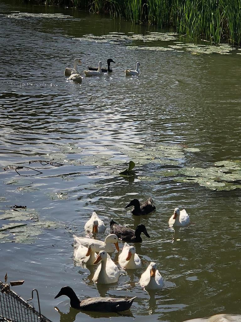 Wit, Grijs of Zwarte Raszuivere Indische loopeend vrouwen, Dieren en Toebehoren, Pluimvee, Vrouwelijk, Eend