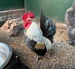 Kemen, leuke serama haan, Dieren en Toebehoren, Pluimvee, Mannelijk, Kip