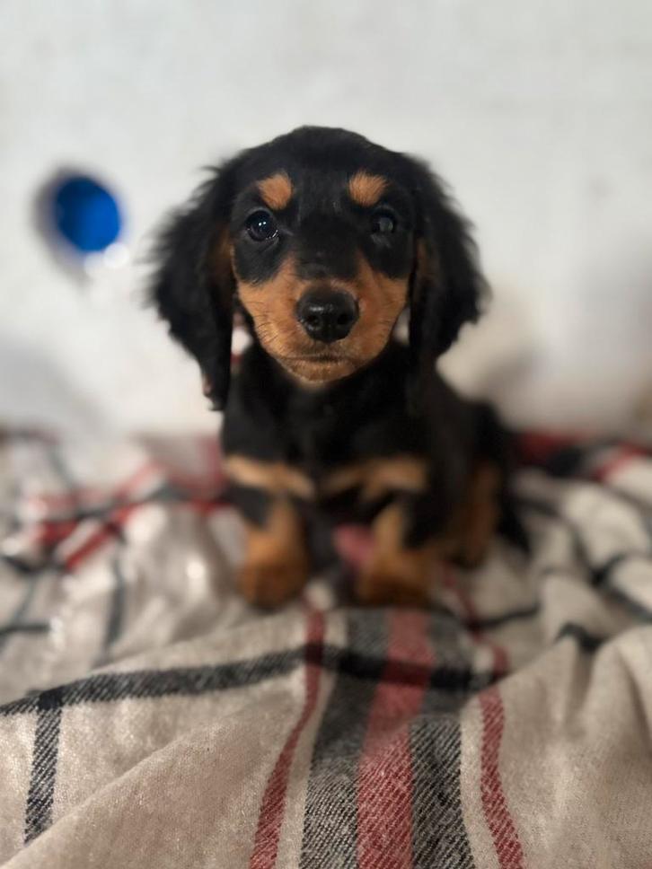 Liefste teckel pups stamboom, Dieren en Toebehoren, Honden | Teckels en Dashonden, Reu, Langhaar, Dwerg, Particulier, Meerdere