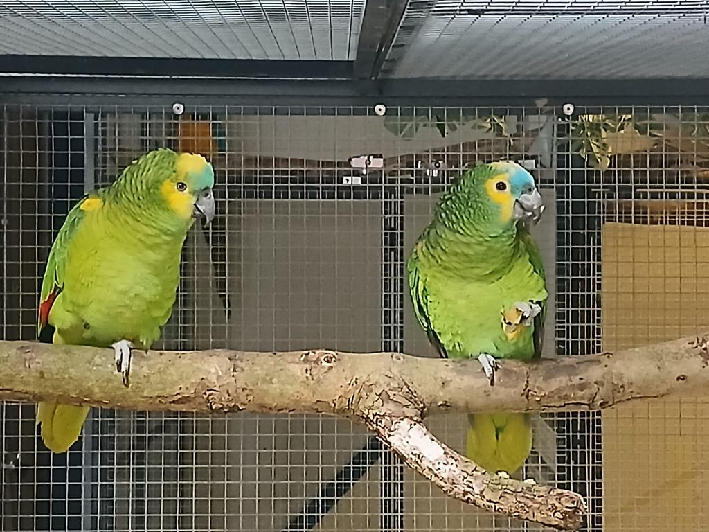 koppel blauwvoorhooft amazones, Meerdere dieren, Parkiet, Geringd