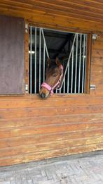 Superlieve en brave kinderpony, Dieren en Toebehoren, Pony's, Merrie, 11 jaar of ouder