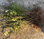 Groene liguster, Tuin en Terras, Ophalen of Verzenden, Liguster, Minder dan 100 cm